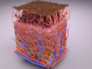 Epithelial cells types collection 3D 3D Model