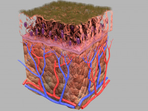 Epithelial cells types collection 3D Modelo 3D