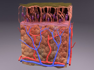 Epithelial cells types collection 3D Modelo 3D