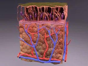 Epithelial cells types collection 3D 3D Model