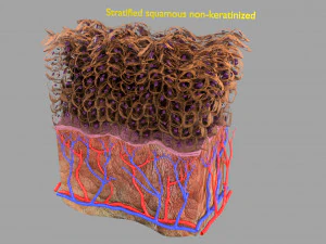 Epithelial cells types collection 3D 3D Model