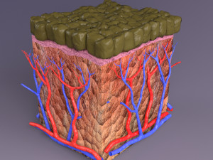 Epithelial cells types collection 3D Modelo 3D