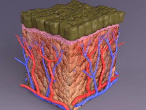 Epithelial cells types collection 3D 3D Model