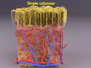 Epithelial cells types collection 3D Modelo 3D