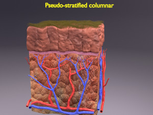 Epithelial cells types collection 3D Modelo 3D
