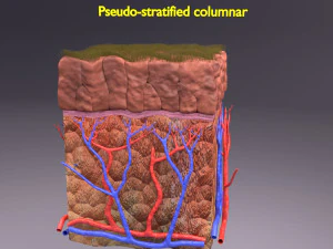 Epithelial cells types collection 3D 3D Model