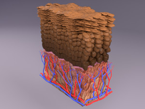 Epithelial cells types collection 3D Modelo 3D
