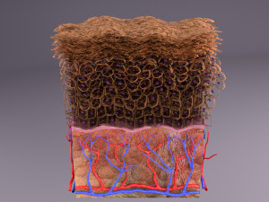 Epithelial cells types collection 3D Modelo 3D