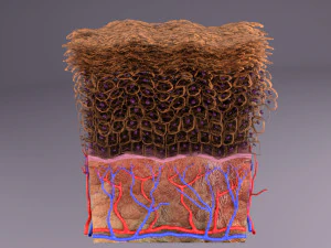 Epithelial cells types collection 3D 3D Model