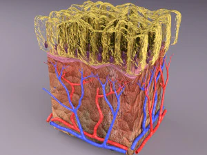 Epithelial cells types collection 3D 3D Model