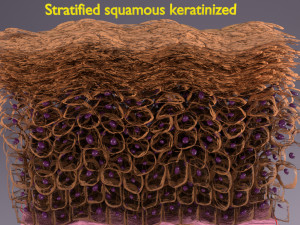 Epithelial cells types collection 3D Modelo 3D