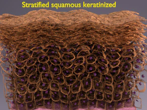 Epithelial cells types collection 3D 3D Model