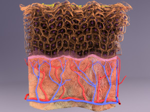 Epithelial cells types collection 3D Modelo 3D