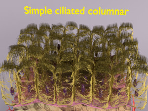 Epithelial cells types collection 3D Modelo 3D