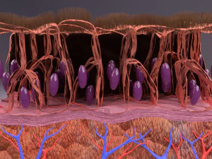 Epithelial cells types collection 3D 3D Model