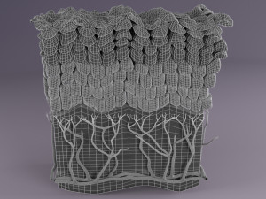 Epithelial cells types collection 3D Modelo 3D