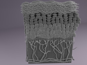 Epithelial cells types collection 3D Modelo 3D