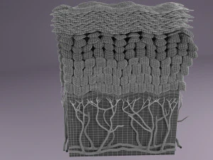 Epithelial cells types collection 3D 3D Model