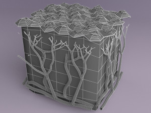 Epithelial cells types collection 3D Modelo 3D