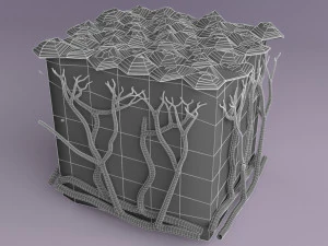 Epithelial cells types collection 3D 3D Model