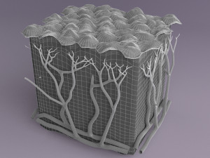 Epithelial cells types collection 3D Modelo 3D