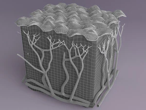 Epithelial cells types collection 3D 3D Model
