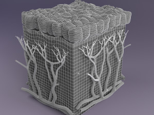 Epithelial cells types collection 3D Modelo 3D