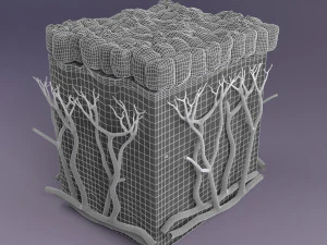 Epithelial cells types collection 3D 3D Model