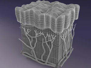 Epithelial cells types collection 3D 3D Model