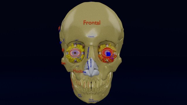 Eye blow out injury 3d 3D Модель .c4d .max .obj .3ds .fbx .stl .blend 