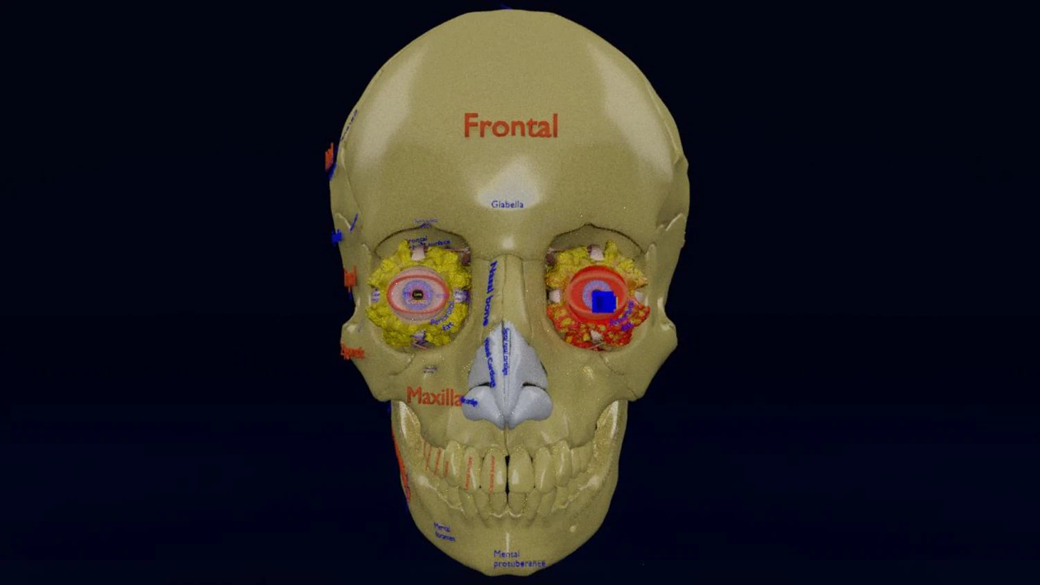 Eye blow out injury 3d 3D Model .c4d .max .obj .3ds .fbx .stl .blend 