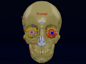 Eye blow out injury 3d 3Dモデル