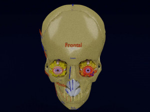 Eye blow out injury 3d 3D Модель