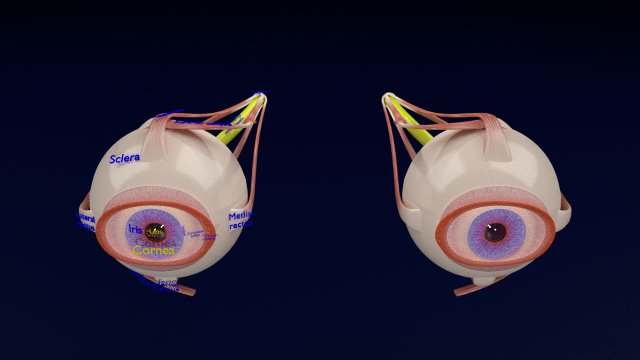Eye anatomy cut open detail labelled 3D 3Dモデル .c4d .max .obj .3ds .fbx .stl .blend 