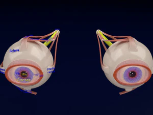 目の解剖学は、3D ラベルが付いた開いた詳細をカットします 3Dモデル