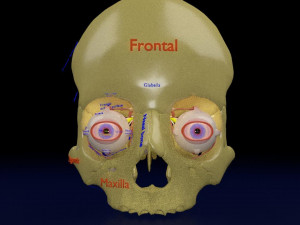 Eye anatomy cut open detail labelled 3D 3Dモデル