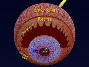 Eye anatomy cut open detail labelled 3D 3Dモデル