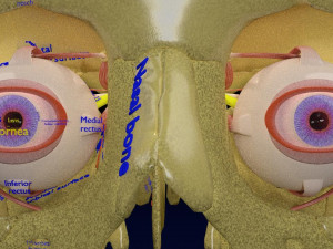 Eye anatomy cut open detail labelled 3D 3Dモデル