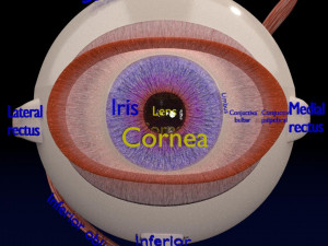 Eye anatomy cut open detail labelled 3D 3Dモデル