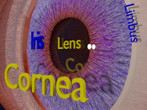 Eye anatomy cut open detail labelled 3D 3Dモデル