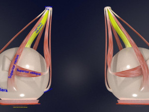 Eye anatomy cut open detail labelled 3D 3Dモデル