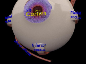 Eye anatomy cut open detail labelled 3D 3Dモデル