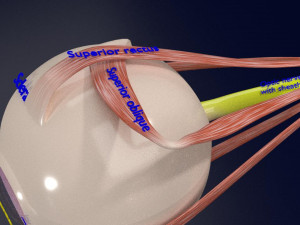 Eye anatomy cut open detail labelled 3D 3Dモデル