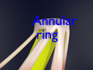 Eye anatomy cut open detail labelled 3D 3Dモデル
