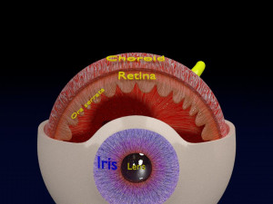 Eye anatomy cut open detail labelled 3D 3Dモデル