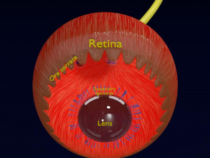 Eye anatomy cut open detail labelled 3D 3Dモデル