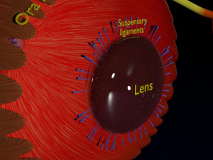 Eye anatomy cut open detail labelled 3D 3Dモデル
