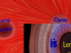 Eye anatomy cut open detail labelled 3D 3Dモデル