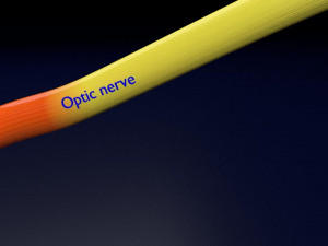 Eye anatomy cut open detail labelled 3D 3Dモデル