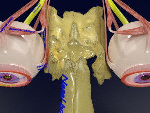Eye anatomy cut open detail labelled 3D 3Dモデル